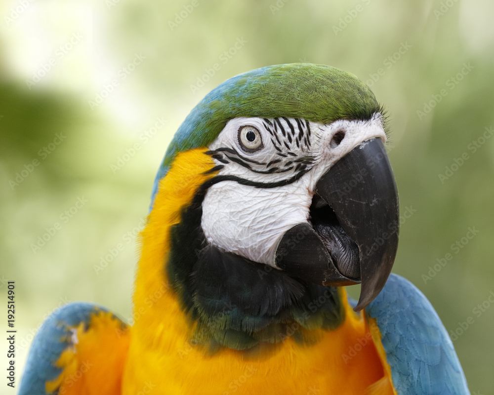 Closeup of Blue and Gold Macaw Closeup of Blue and Gold Macaw