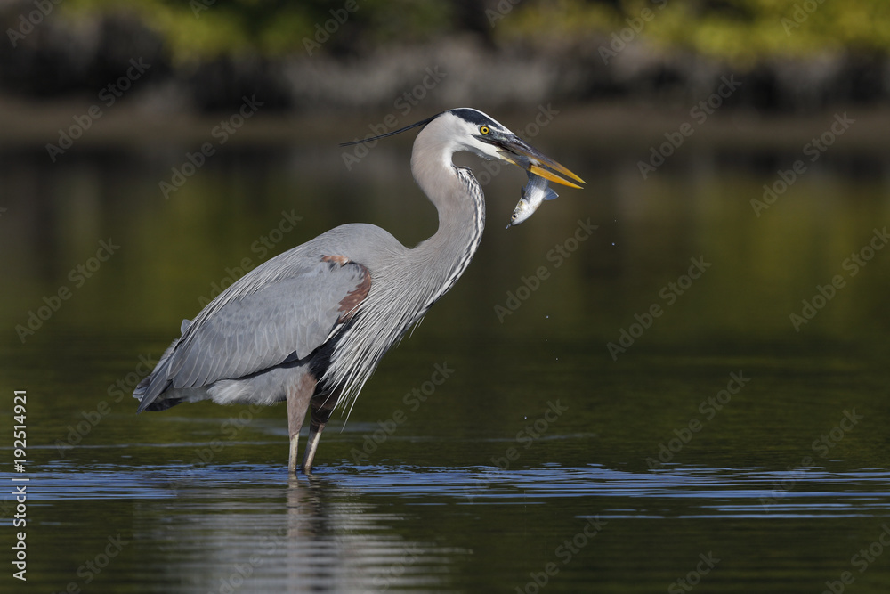 Great Blue Heron eating a fish - Pinellas County, Florida Great Blue Heron eating a fish - Pinellas County, Florida