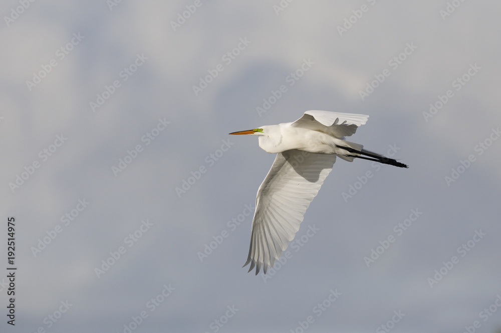 Great Egret in flight - Pinellas County, Florida Great Egret in flight - Pinellas County, Florida