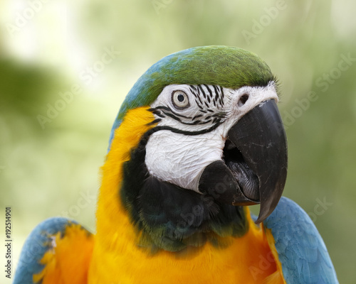 Closeup of Blue and Gold Macaw