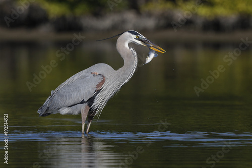 Great Blue Heron eating a fish - Pinellas County  Florida