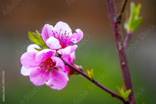 Blume Pfirsich rosa Baum Bluete im Garten Frueh Jahr Lenz photo