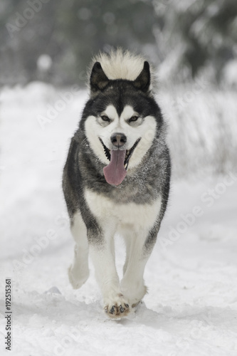 Siberian Husky Dog © Adi