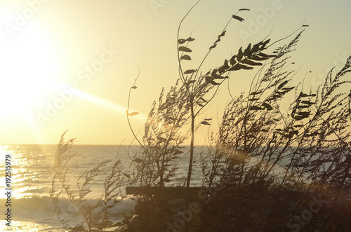Sunrise with grass on the sea