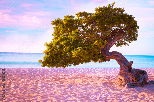 Schilderij op canvas Beautiful Aruba beach and divi divi tree