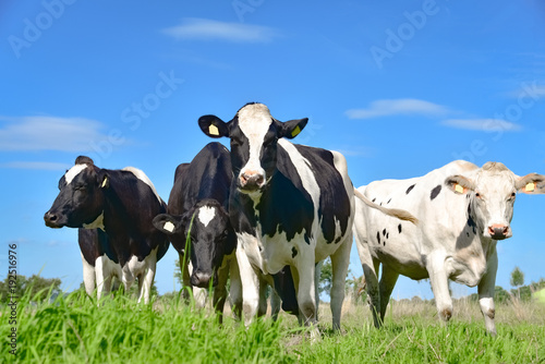 Milchviehherde - Gruppe schwarzbunter Kühe auf einer Sommerweide