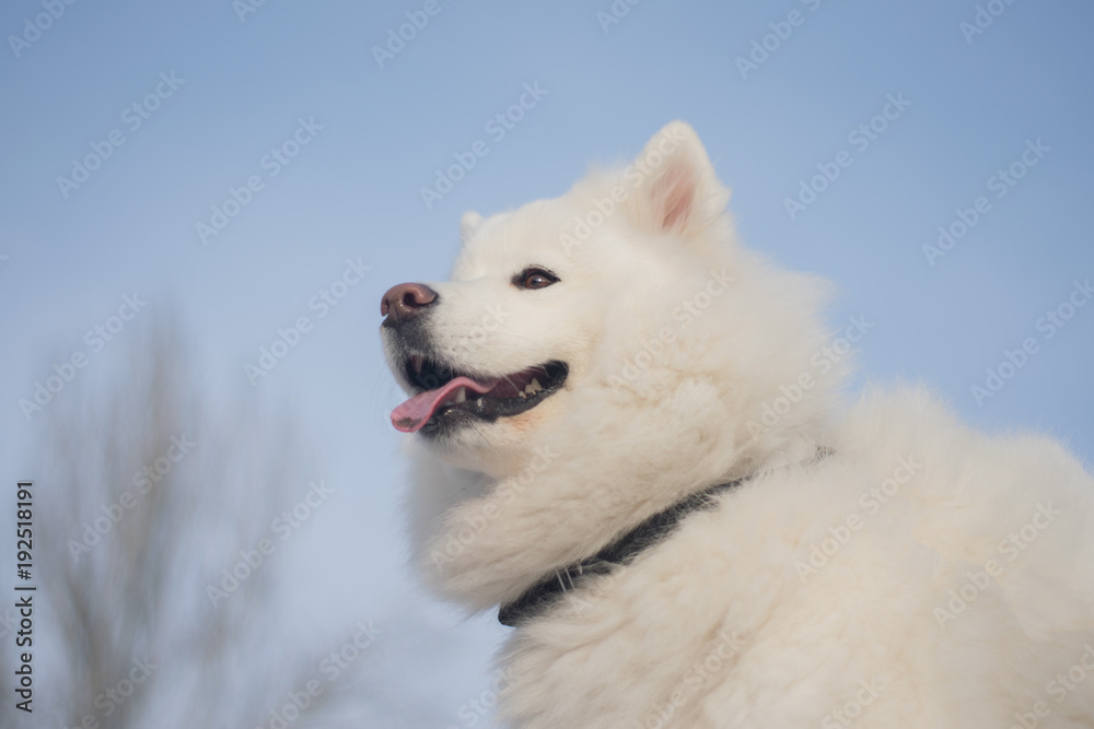 close portrait of a very beautiful white fluffy northern polar dog. The muzzle of the samoyed close-up. The domesticated wolf. A dog is a friend of man. Training and handling