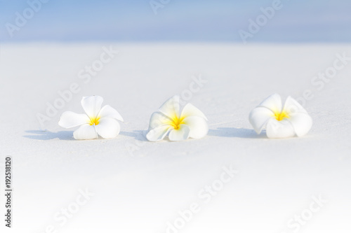 White plumeria flowers on tropical beach