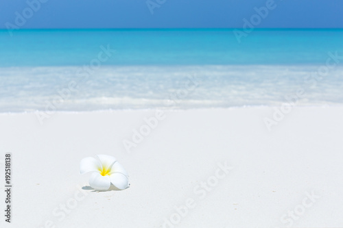 Fototapeta Naklejka Na Ścianę i Meble -  White plumeria flowers on tropical beach