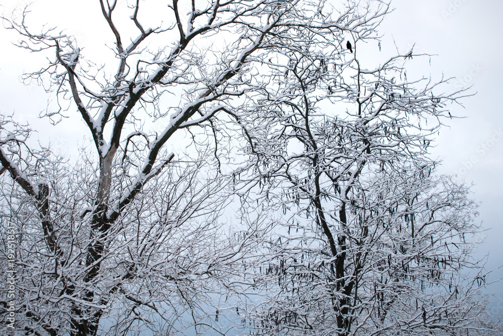 winter trees. Black trees against the sky. Black branches of trees covered with snow. Silhouette of tree, trees. Postcard, wall-paper, decor winter trees. Black trees against the sky. Black branches of trees covered with snow. Silhouette of tree, trees. Postcard, wall-paper, decor