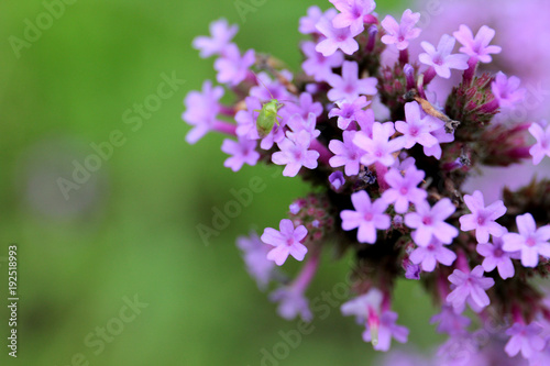 Fototapeta Naklejka Na Ścianę i Meble -  fiori viola