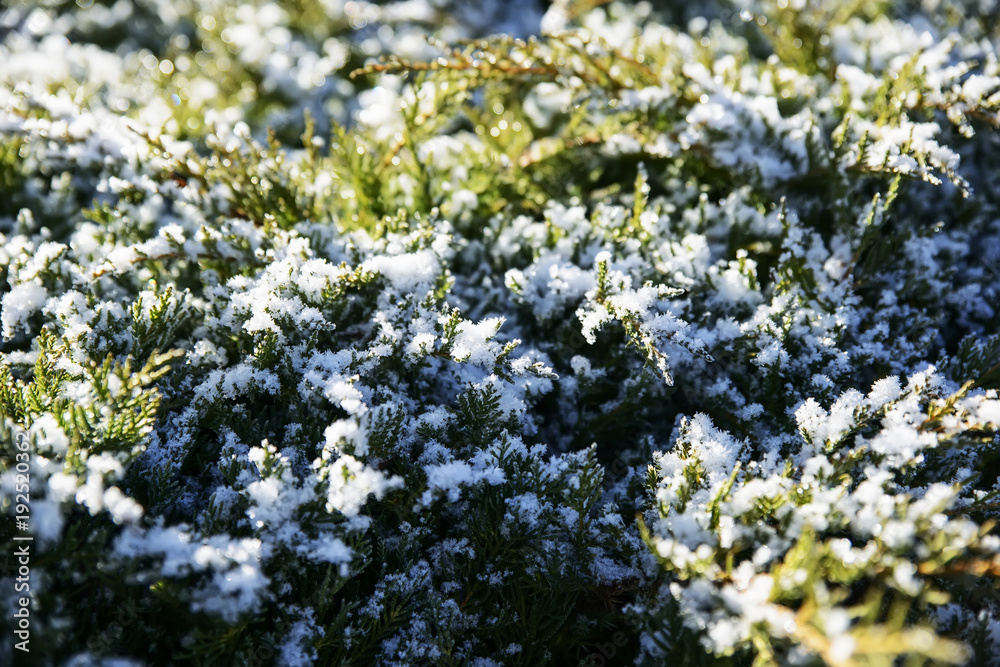 Snow-capped tops of green plants under the rays of the first spring sun. Snow-capped tops of green plants under the rays of the first spring sun.