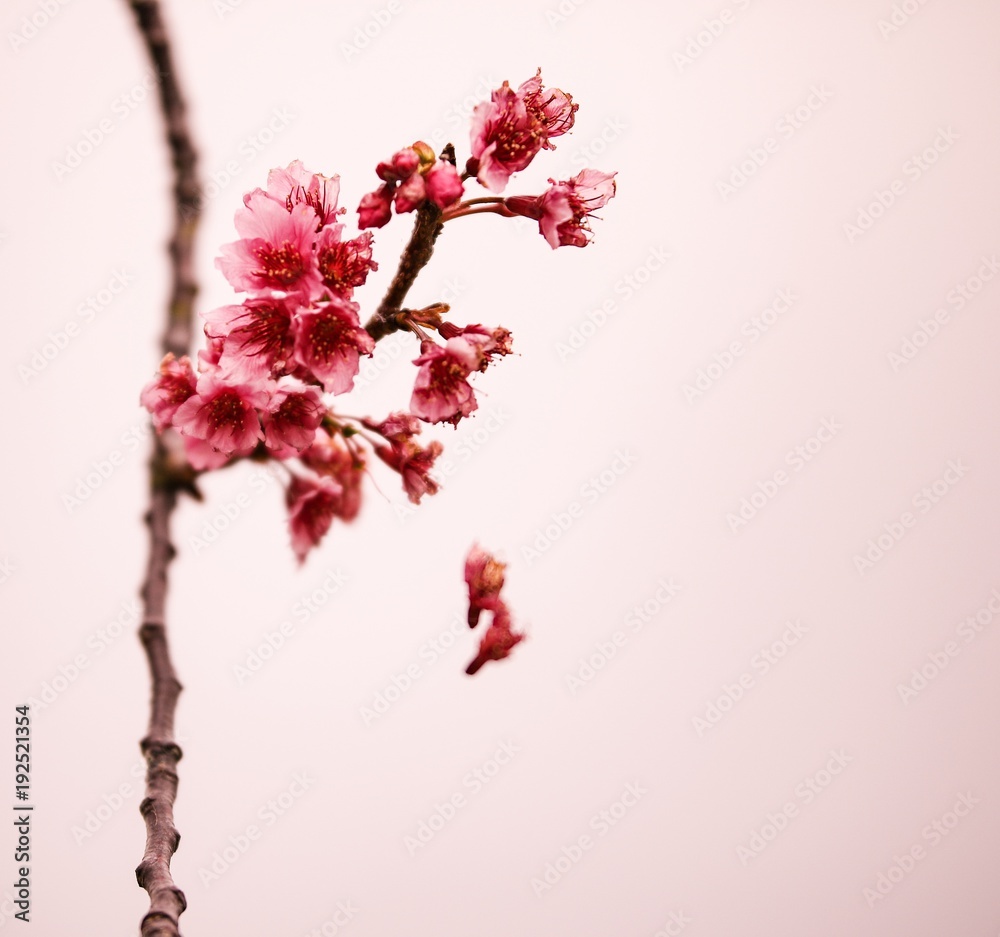 Simply Sakura Simply Sakura