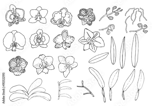 Hand drawn set of orchid flowers.
