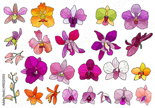 Hand drawn set of orchid flowers.