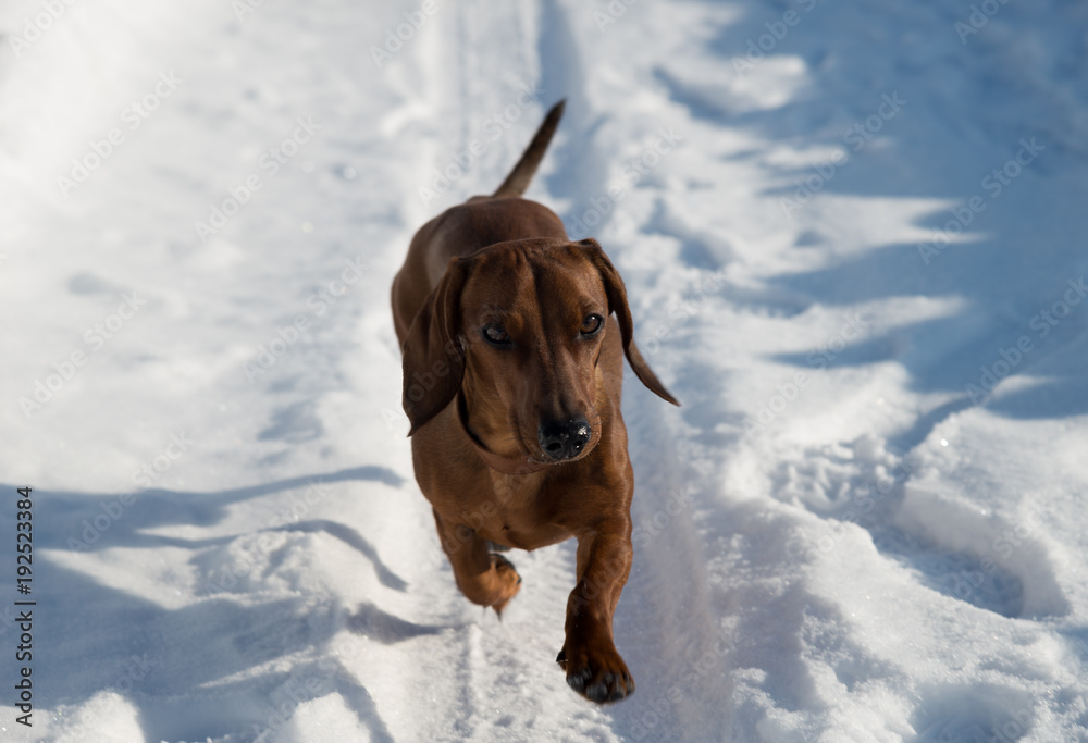 Red dachshund run along snow-covered road 