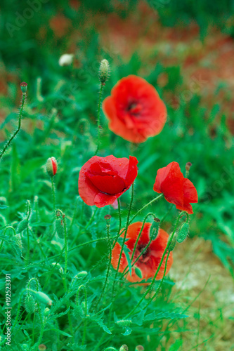 Fototapeta Naklejka Na Ścianę i Meble -  Red poppy on green weeds field. Poppy flowers.Close up poppy head. red poppy.Red poppy flowers field