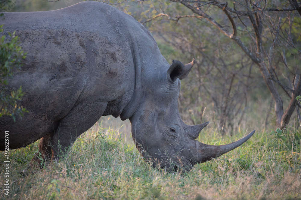 Obraz premium Breitmaulnashorn bei Safari in Südafrika Nashorn