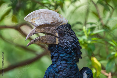 Silvery-cheeked hornbill at Lake Manyara National Reserve, Tanzania. photo