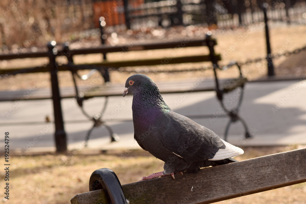 Obraz premium Pigeons in the park with a brown background
