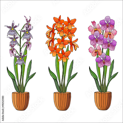 Hand drawn set of orchids in flower pots.