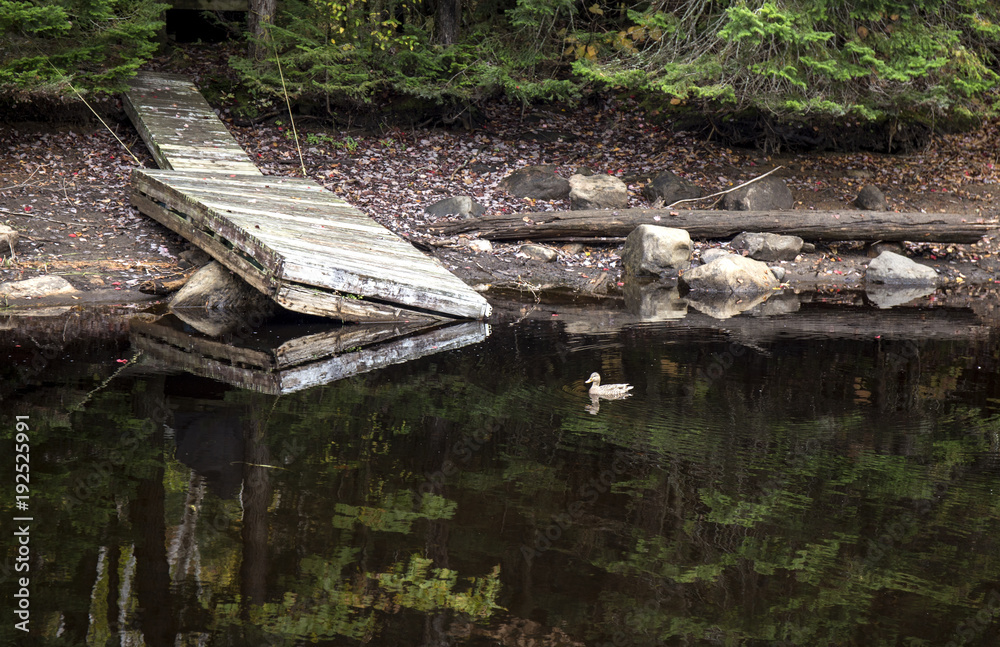 Duck and Dock