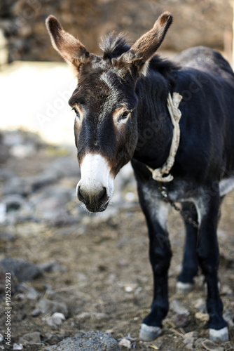 A donkey standing on the farm's barn. © Kozioł Kamila