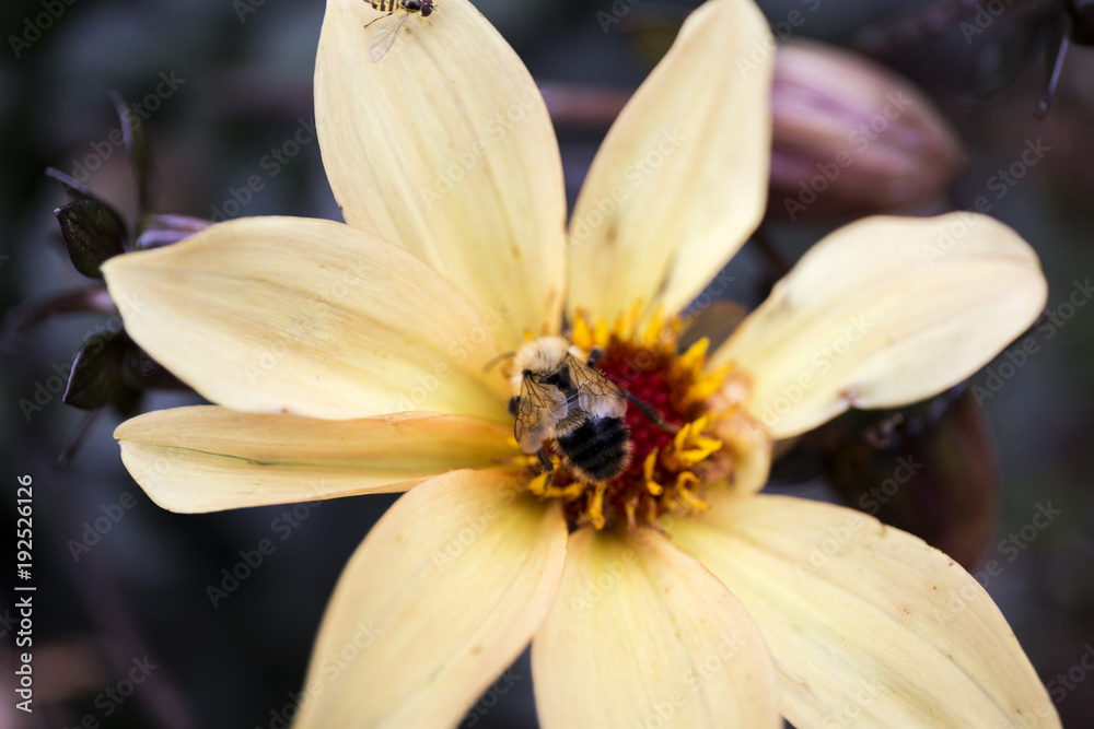 Bees