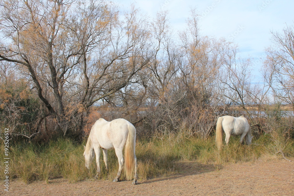 Chevaux blancs de Camargue, Le Gard, France