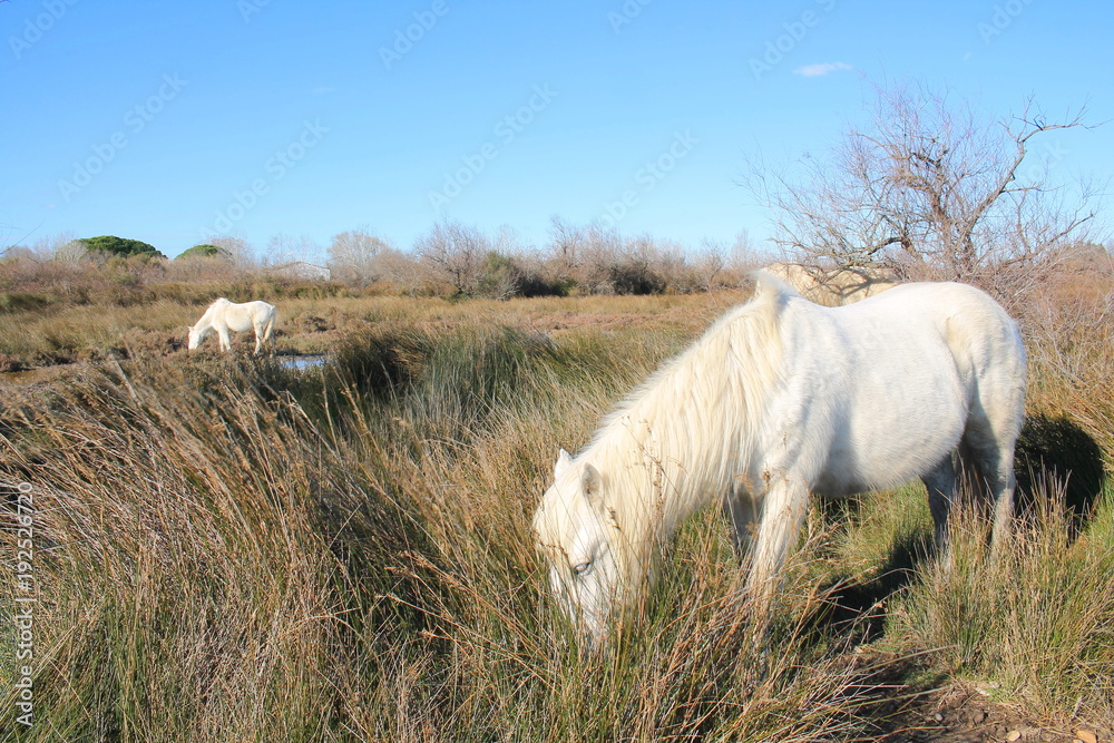 Fototapeta premium Chevaux blancs de Camargue, Le Gard, France