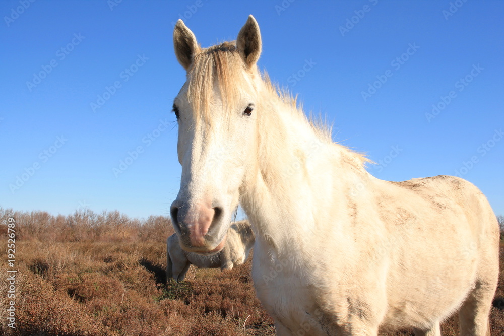 Chevaux blancs de Camargue, Le Gard, France Chevaux blancs de Camargue, Le Gard, France