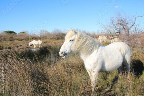 Chevaux blancs de Camargue, Le Gard, France