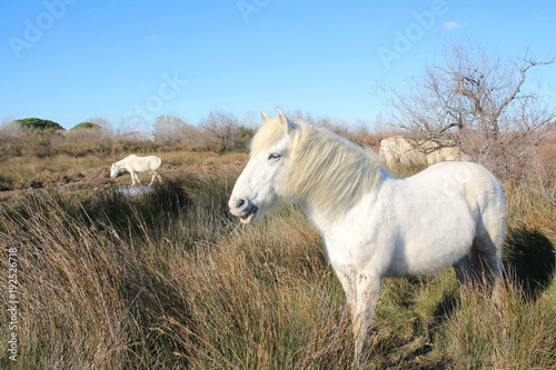 Chevaux blancs de Camargue  Le Gard  France