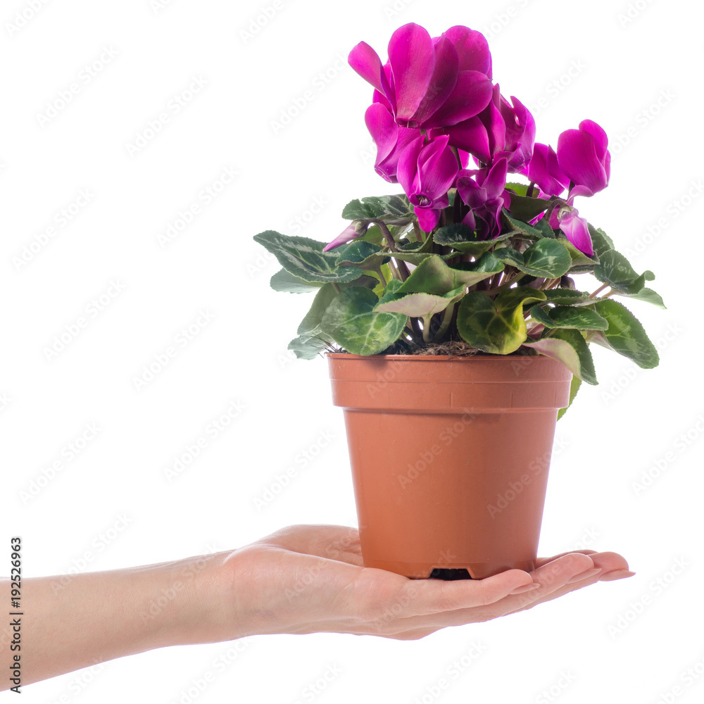 Naklejka premium Pink cyclamen in a pot in hand
