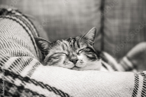 Side view of cute cat with funny face Chinese expression sleeping on the blanket on the living room couch © ifeelstock