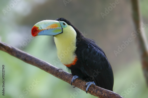 keel-billed toucan sitting on a branch