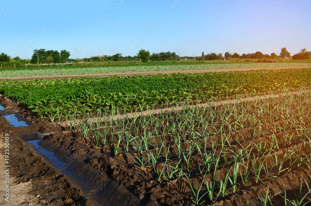 Fototapeta premium Rows of young vegetable seedlings. field with seedlings. leek, zucchini, and pepper. natural watering. countryside. irrigation
