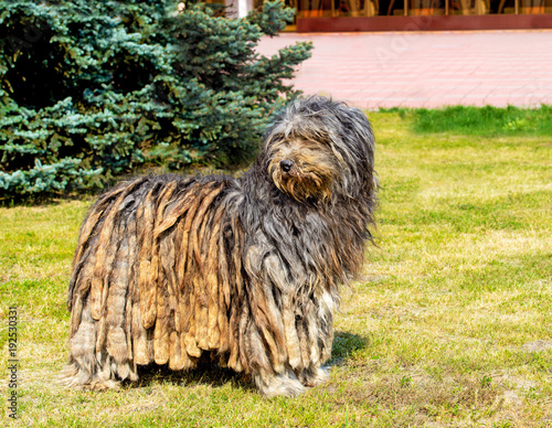 Fototapeta Naklejka Na Ścianę i Meble -  Bergamasco Shepherd looks aside. The Bergamasco Shepherd stands on the green grass in the park.