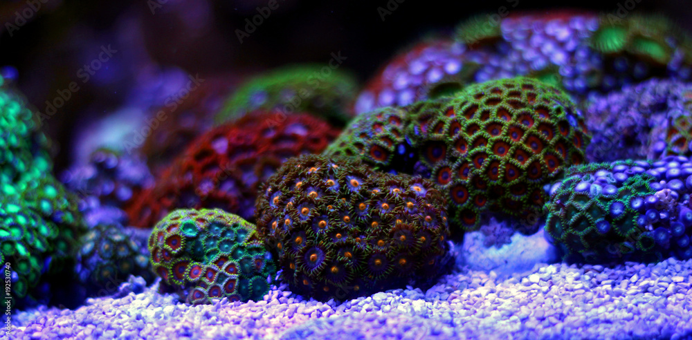 Naklejka premium Zoas coral colony garden in coral reef aquarium tank