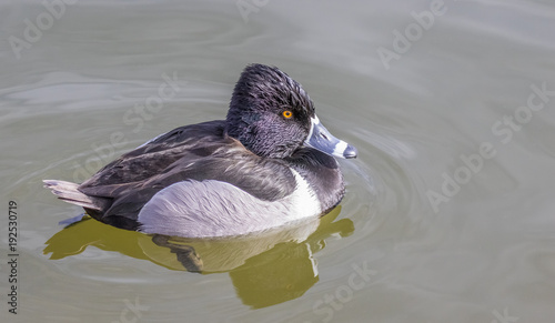 Ring-necked duck on pond at Tingley Beach, Albuquerque New Mexico