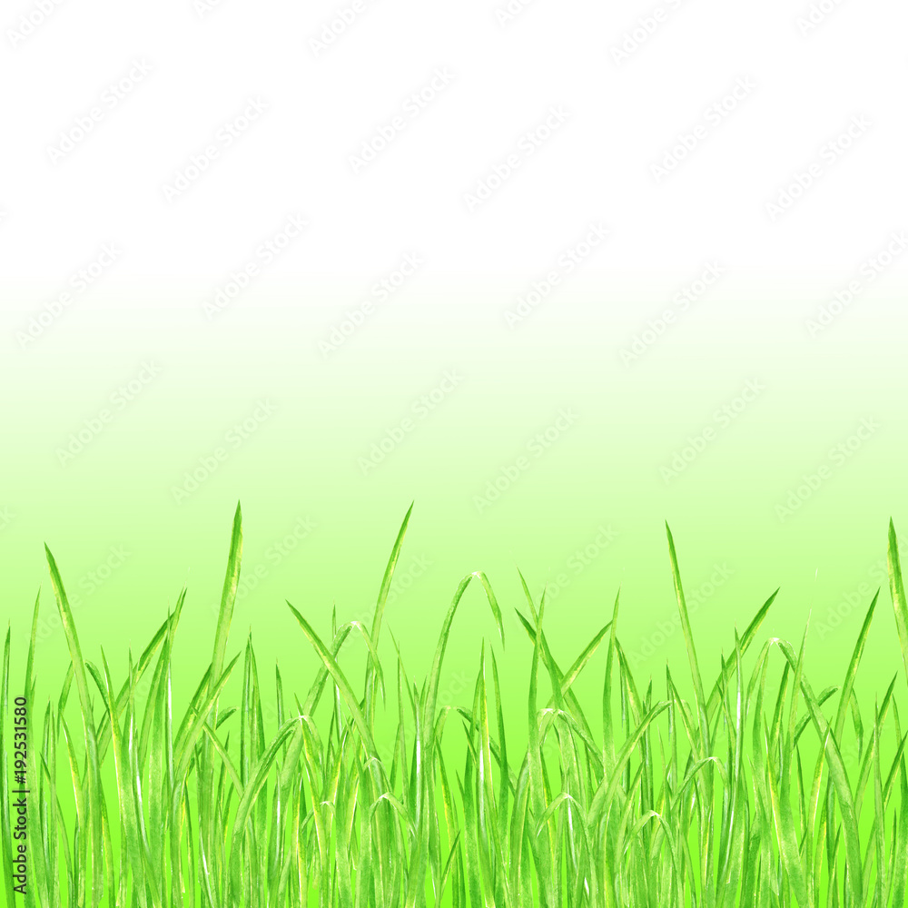Green grass summer background