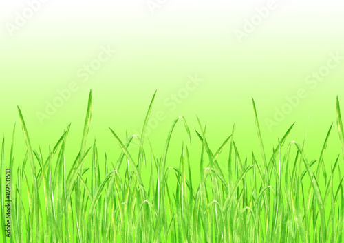 Green grass summer background