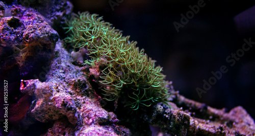 Fototapeta Naklejka Na Ścianę i Meble -  Green star polyps coral in reef tank 