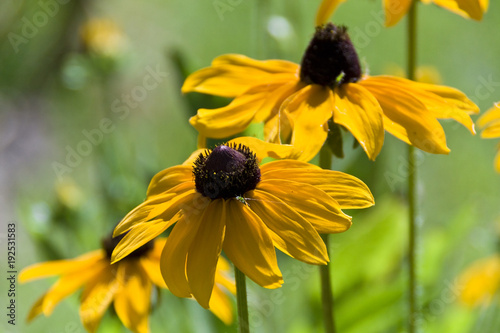 yellow flower on a grass