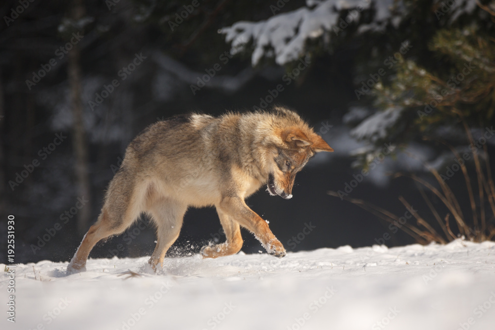 Naklejka premium Wolf spielt im Schnee