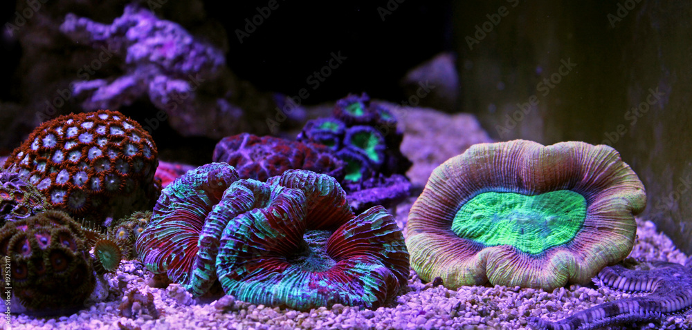 Naklejka premium Otwórz mózg rafy koralowej LPS