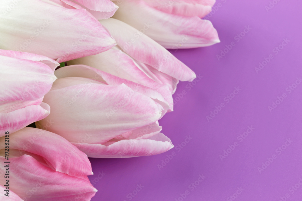 Viele zarte weiße Tulpenblüten - Lila Hintergrund