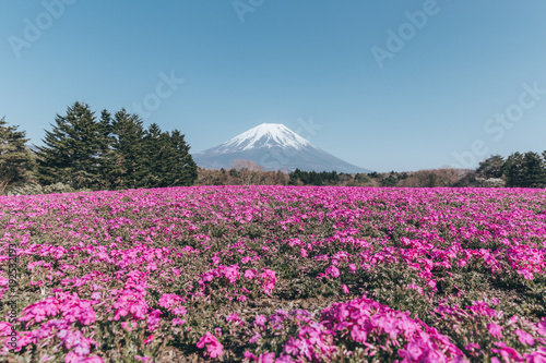 Fototapeta Naklejka Na Ścianę i Meble -  Mount Fuji with pink flowers