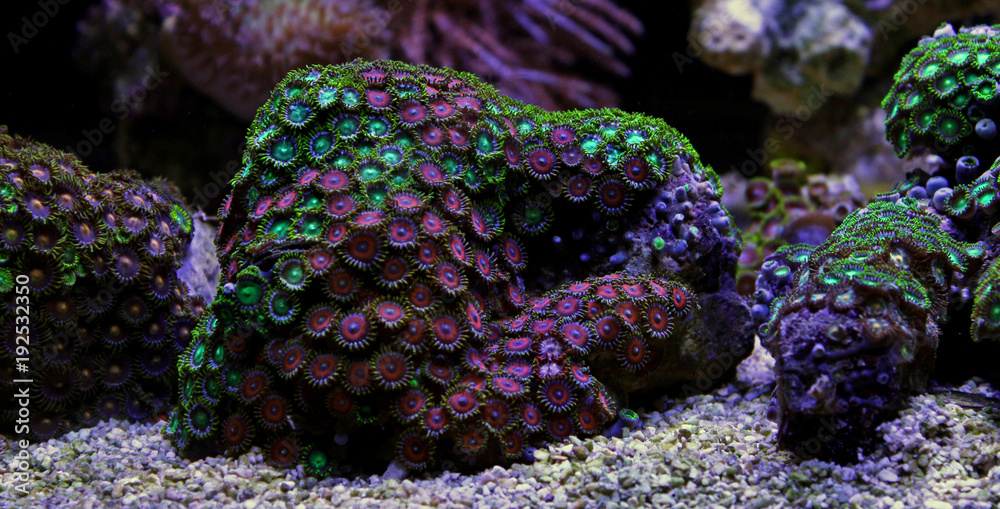 Naklejka premium Zoas coral colony garden in coral reef aquarium tank