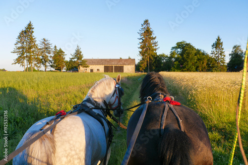 POV - horse carriage ride through golden field. View from horse carriage. Summer view at sunset photo